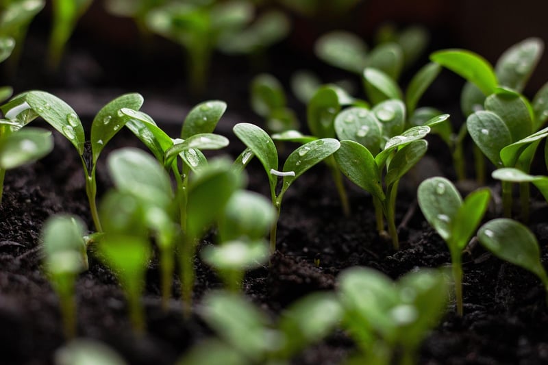 Sustainable Gardening